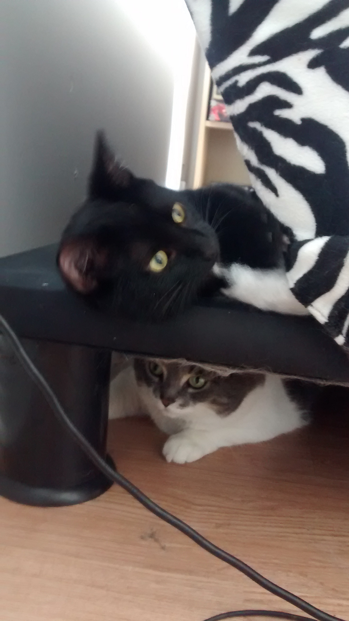 Zoro eating a zebra-stripe couch with Suzie hiding underneath