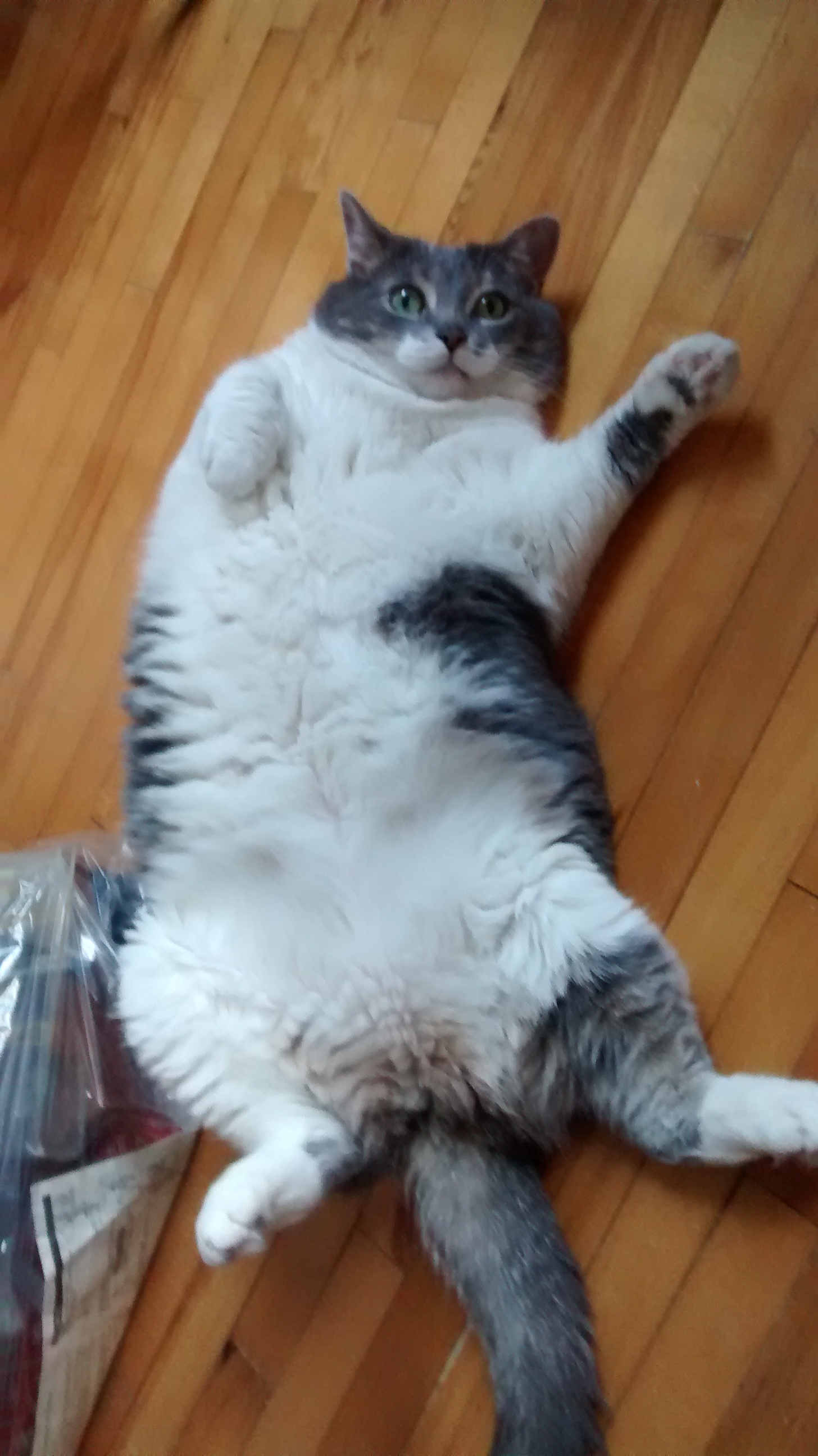 Rub my tummy human