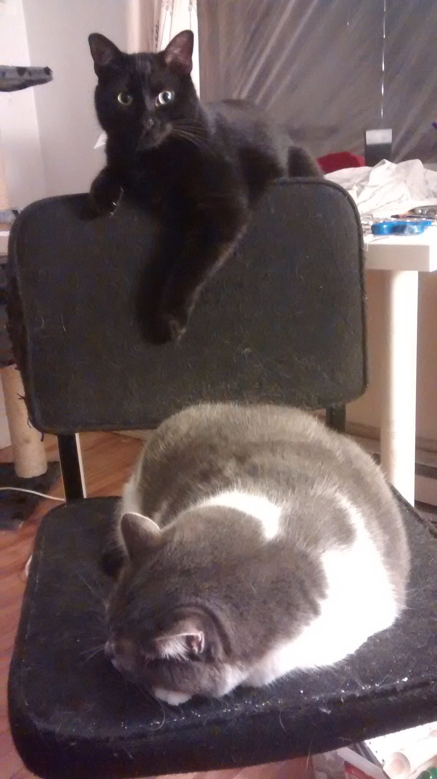 Fat stacks of fat cats