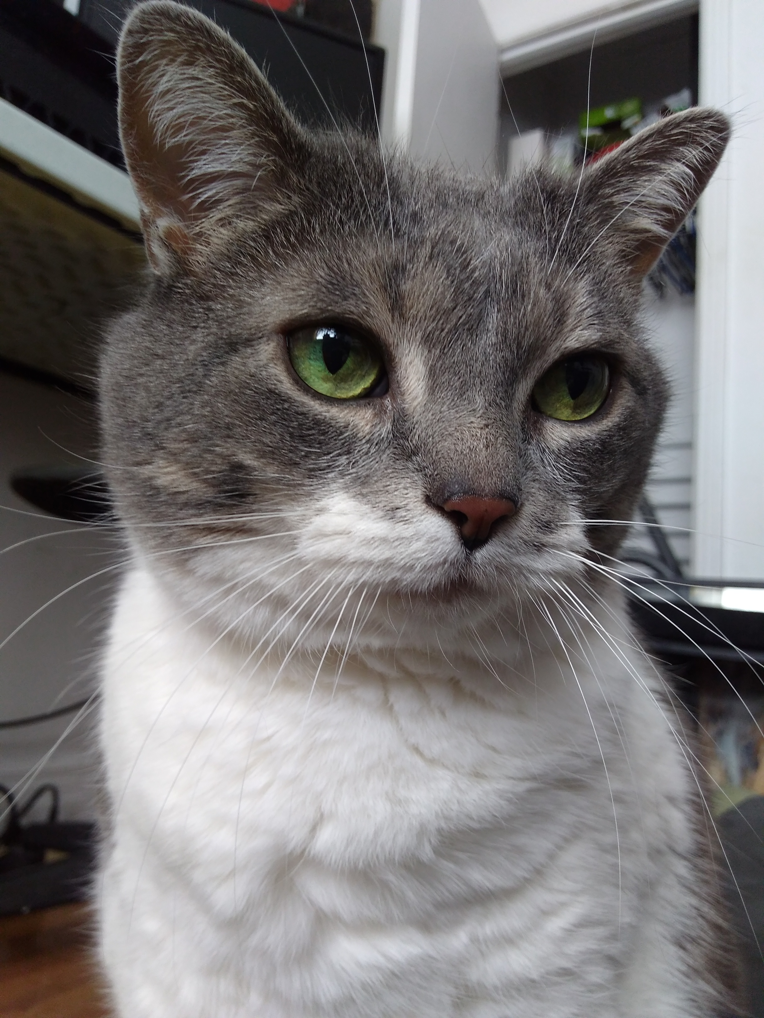 A beautfiul cat with a beautiful face