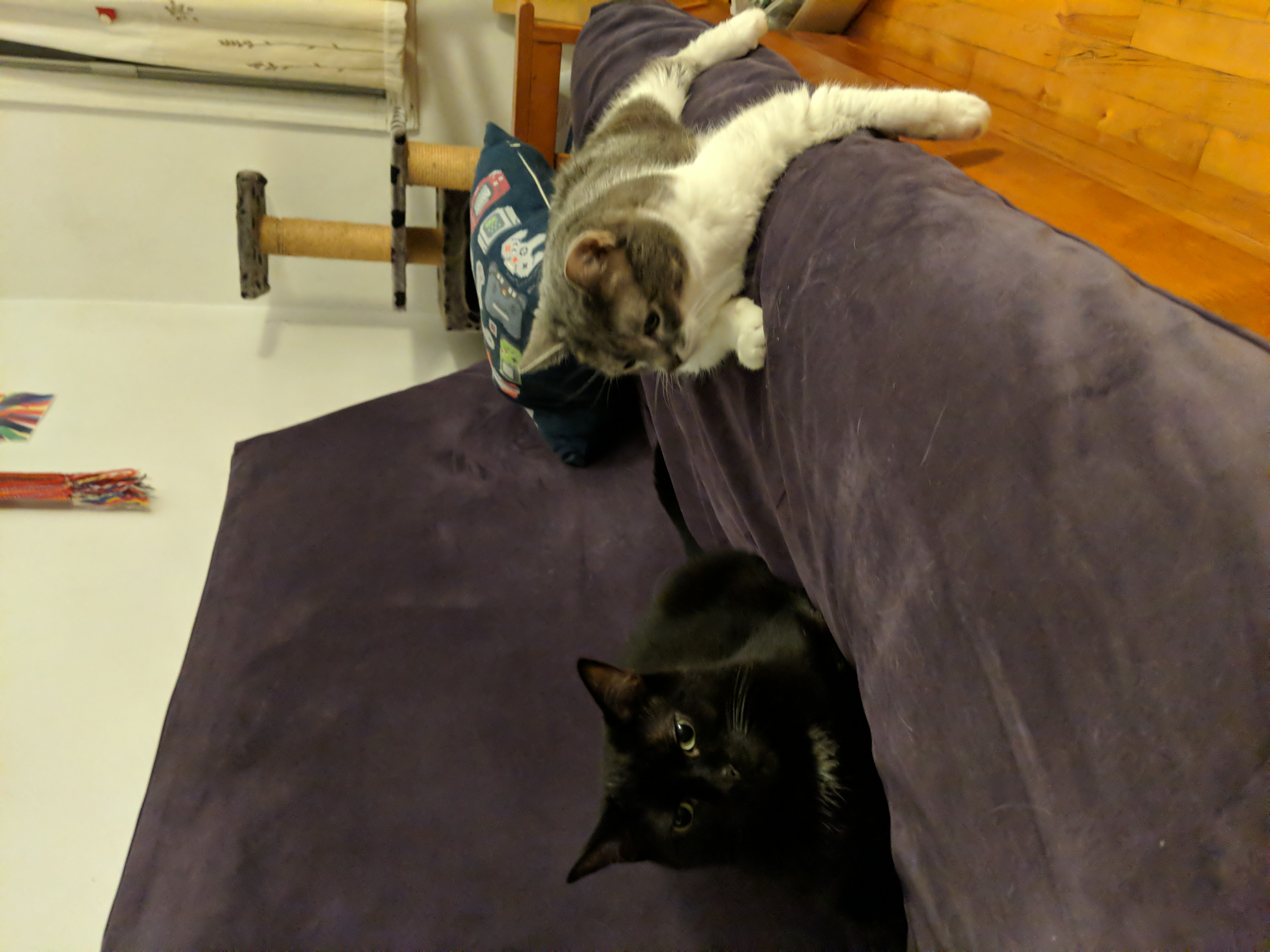 Eventually the cats get along... sort of